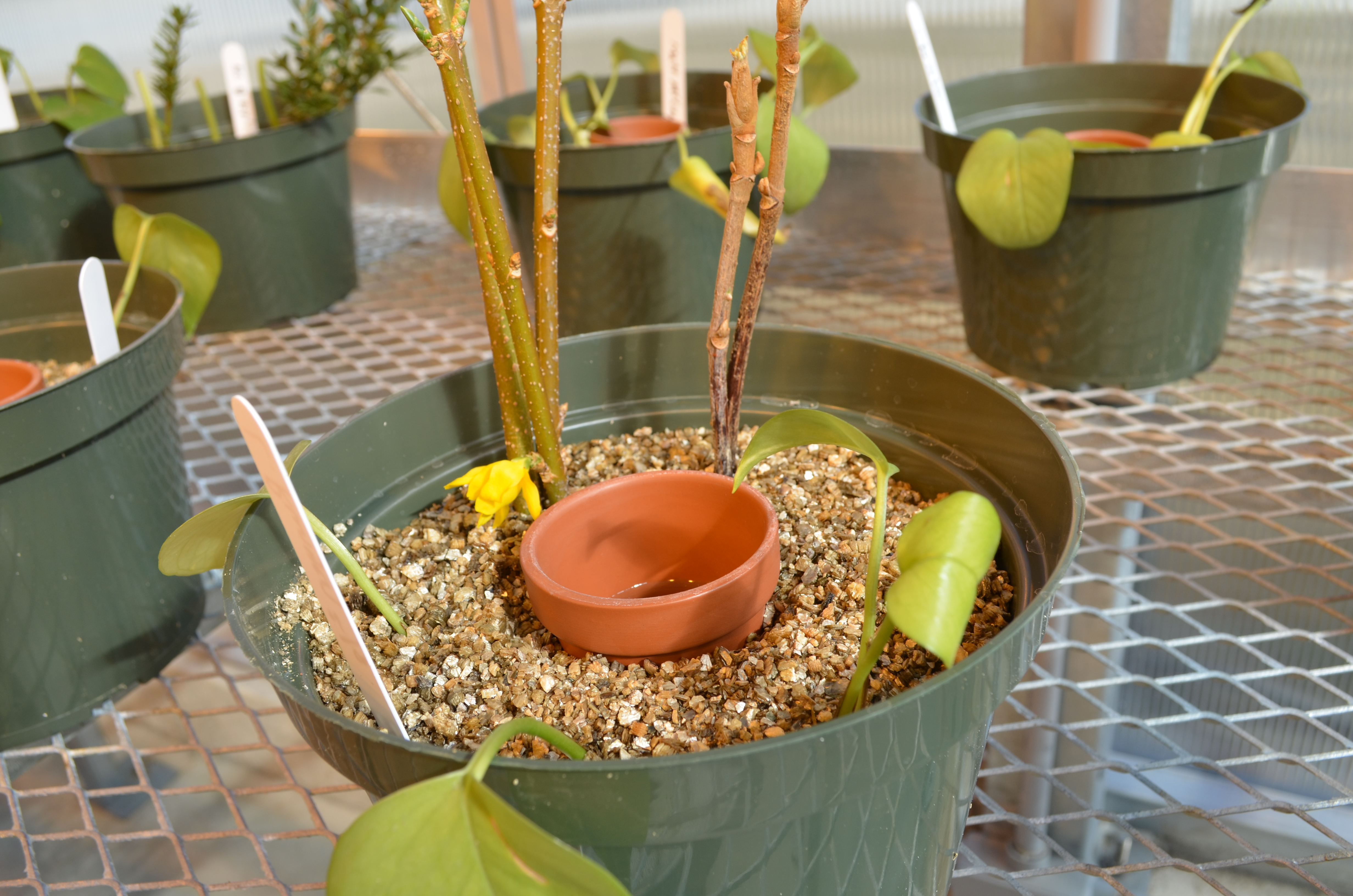 pot on greenhouse bench with plant cuttings and a small clay pot in the middle