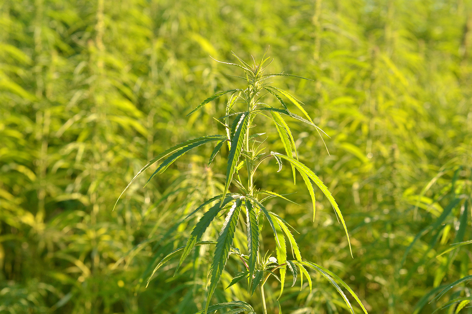 industrial hemp