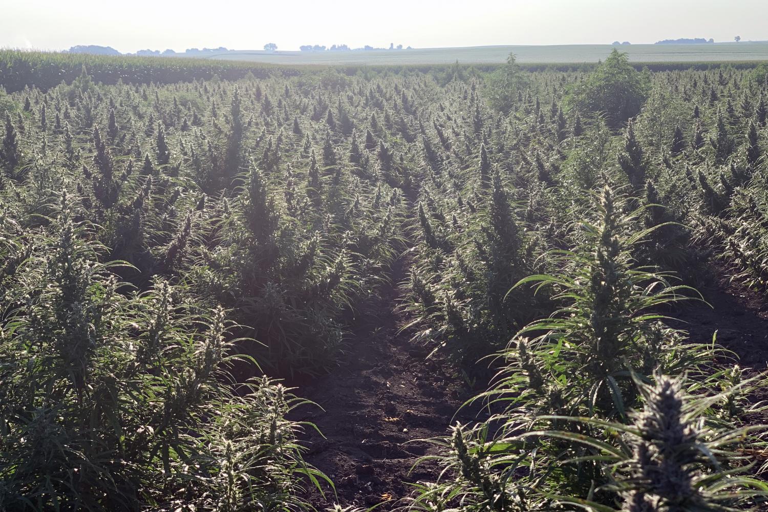 hemp plants in Illinois field
