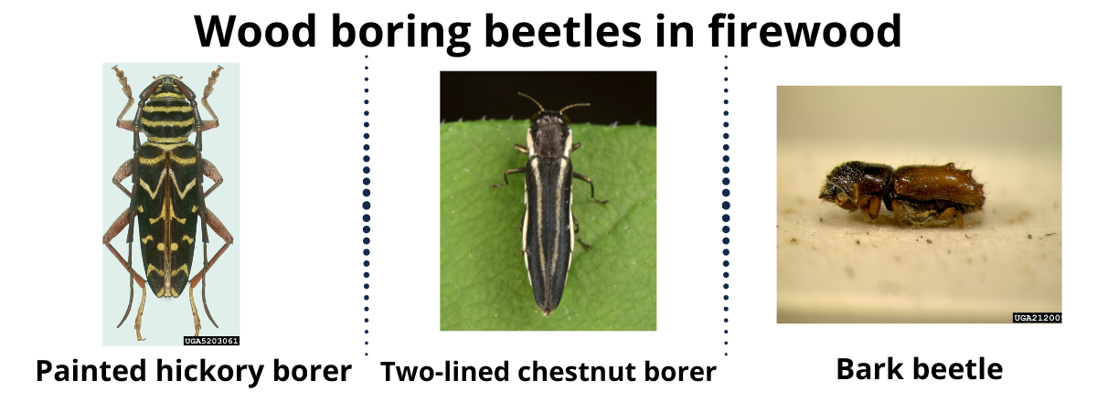 wood boring beetles in firewood. left painted hickory borer, black beetle with yellow stripes and long antenna. Middle - two-lined chestnut borer, metallic beetle with two stripes on back. Right - bark beetle, small oval shaped brown beetle 