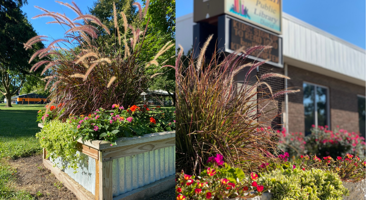 two images. On the left, a huge galvanized planter with purple fountain grass and geraniums. on the right, a pot with purple fountain grass and portulaca in the background a large library sign and a brick building with pink roses.