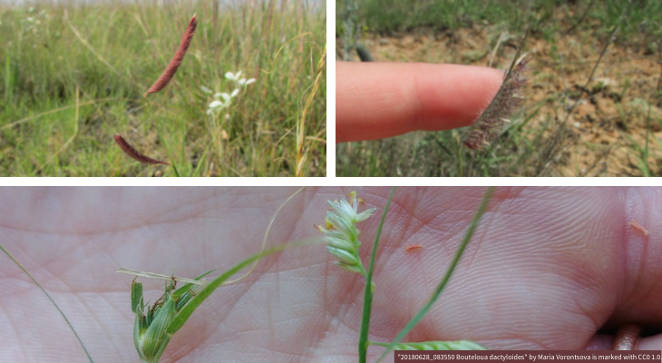 Top left blue grama grass; top right hairy grama grass; bottom buffalo grass showing female and male flowers