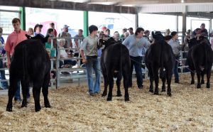 4-H exhibitors in the beef show ring