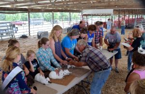 4-H exhibitors in the rabbit show ring