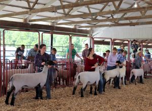 4-H youth in the sheep show ring