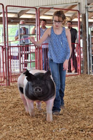 4-H girl showing in the swine show ring