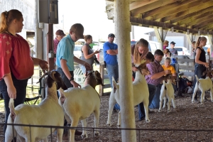 4-H exhibitors showing goats in the show ring