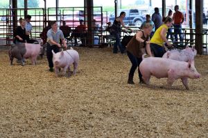 4-H exhibitors showing swine in the show ring