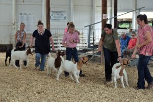 4-h exhibitors in the goat show ring