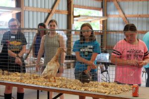 4-H exhibitors showing poultry