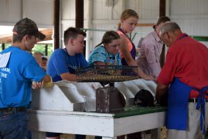 ​4-h exhibitors in the rabbit show ring