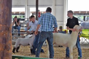 ​4-h exhibitors in the sheep show ring