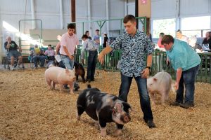 4-h exhibitors in the swine show ring