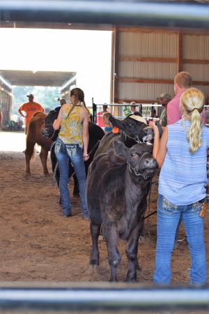 beef show ring with exhibitors showing
