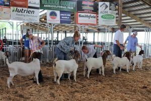 goat show ring with exhibitors showing