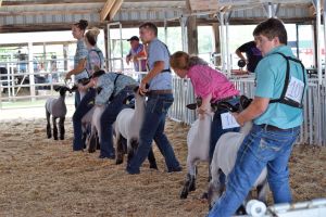 sheep show ring with exhibitors showing