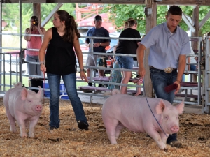 swine show ring with exhibitors showing 