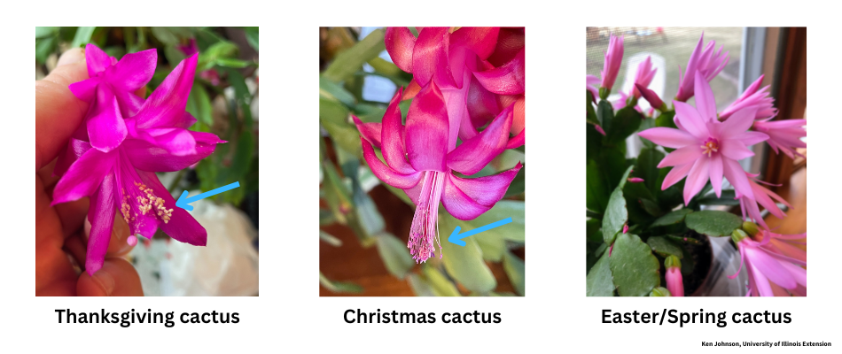 Pink flowers of Thanksgiving, Christmas, and Easter cacti. Both Thanksgiving and Christmas cacti have tubular flowers. However, the anthers of Thanksgiving cacti are yellow, and Christmas cacti are purplish-brown. Easter cacti have star-shaped flowers. Click on image to enlarge.