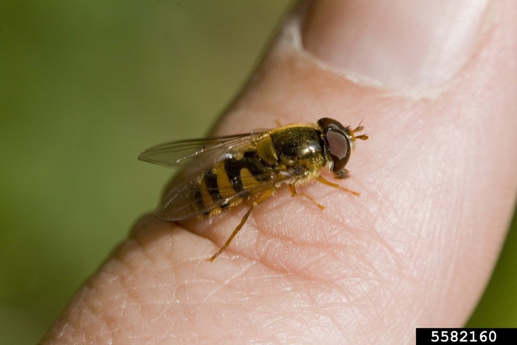 hoverfly sitting on a person's finger