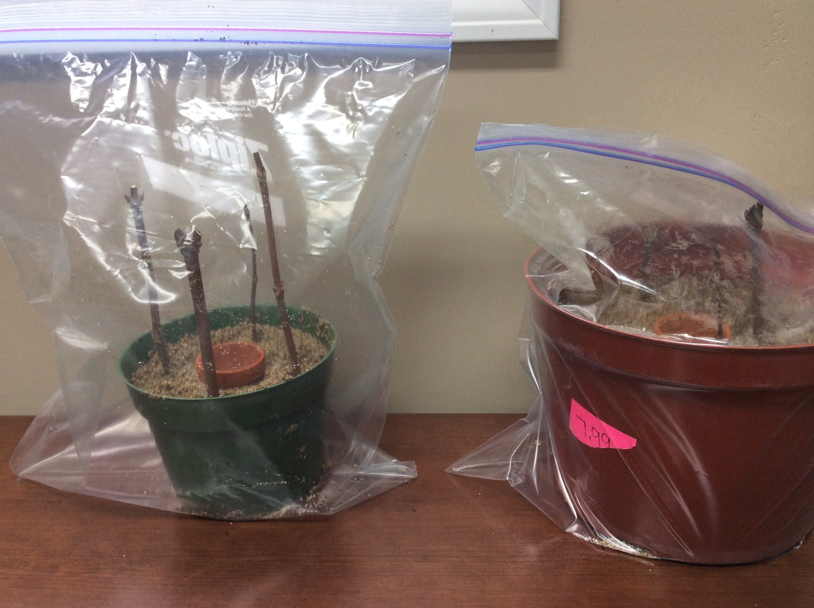 two homemade propagation chambers with cutting in pots inside plastic bags