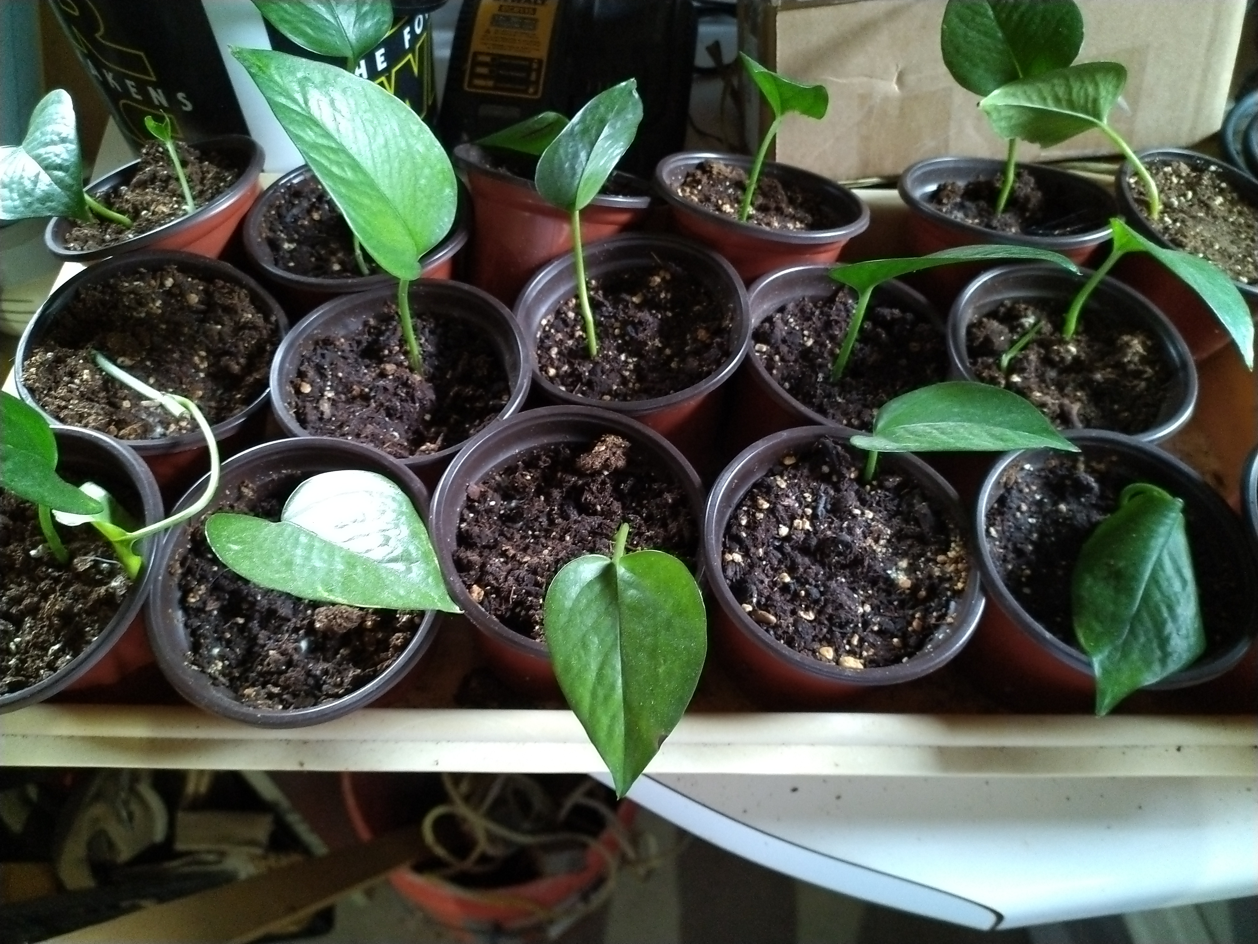 a flat of golden pothos cuttings