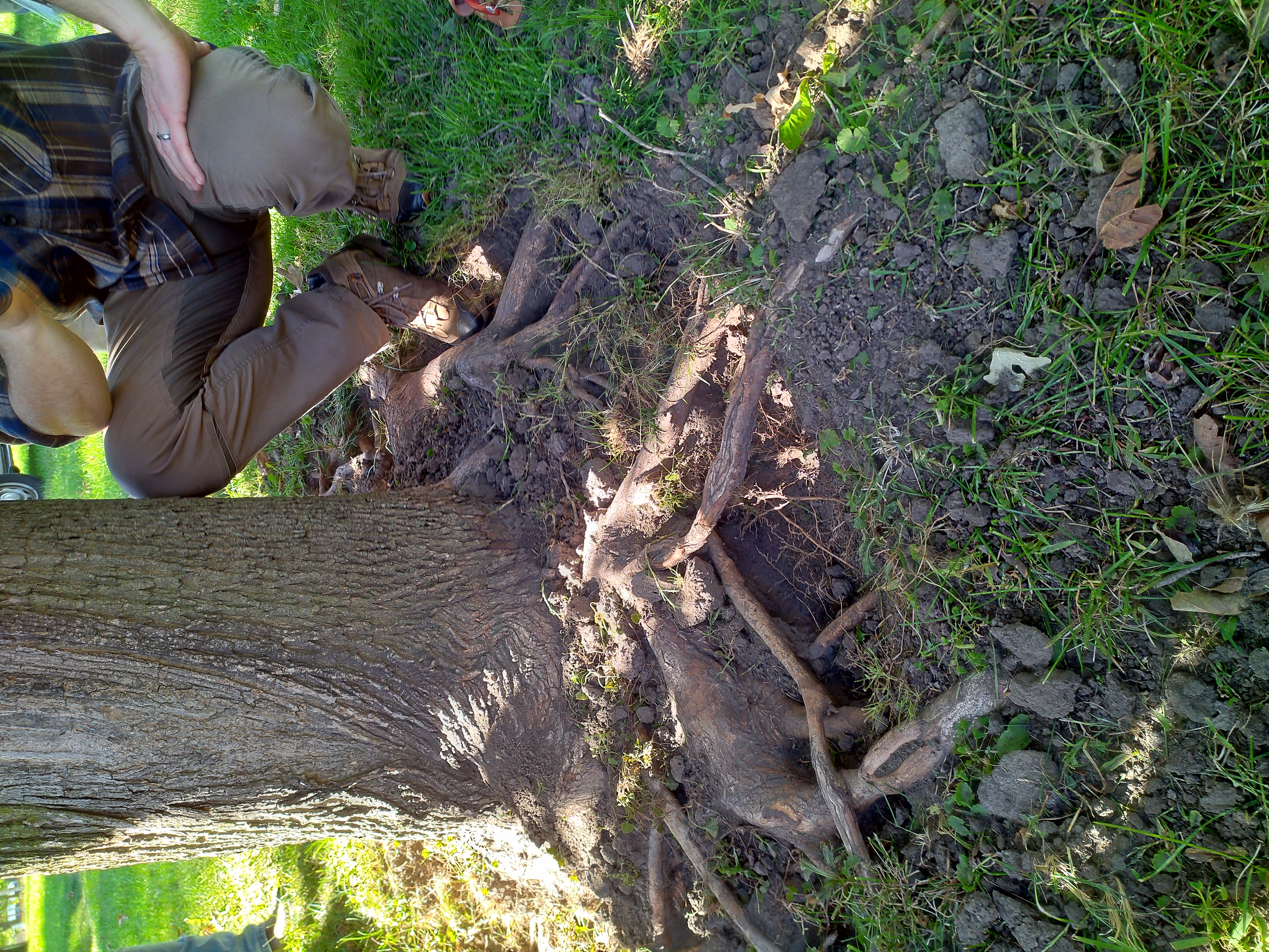 person kneeling by an exposed root system