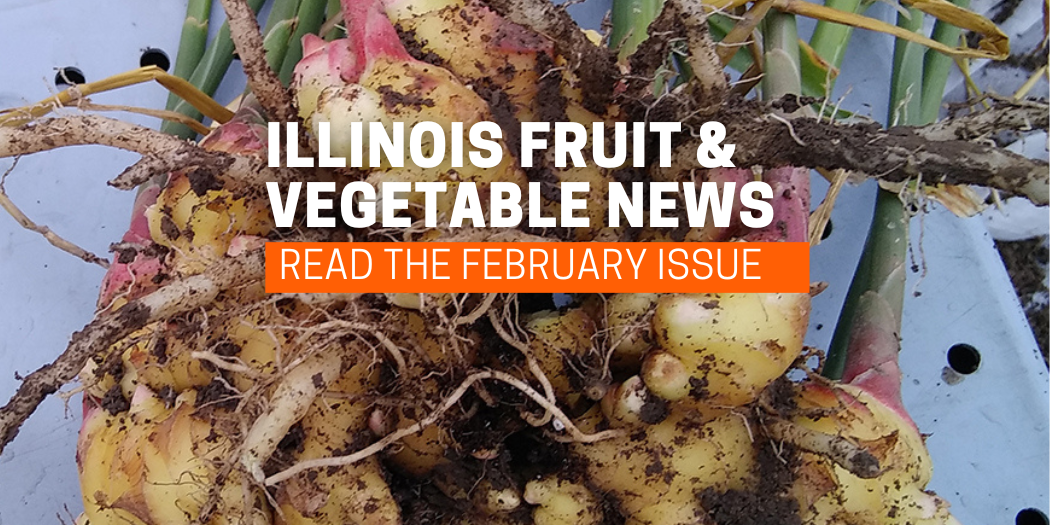 ginger Illinois Fruit and Vegetable News February Issue