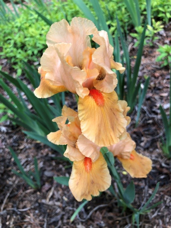 Intermediate bearded iris 'Orange Petals' approaching 2 weeks in bloom under cool conditions.