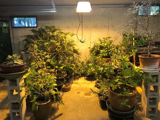 Tender perennials over-wintered in a cool garage, fitted with fluorescent and sodium HID lights