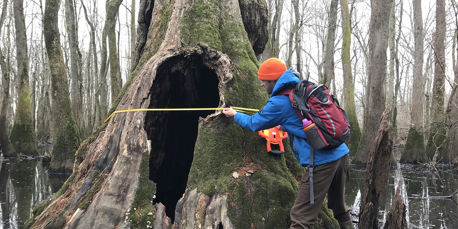 Big Tree Register | Forestry | Illinois Extension | Illinois