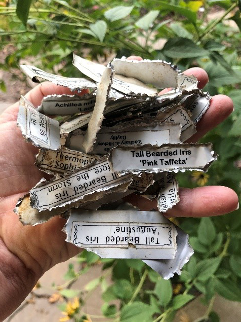 Zinc plant labels luckily recovered after partial chewing and relocation by chipmunks