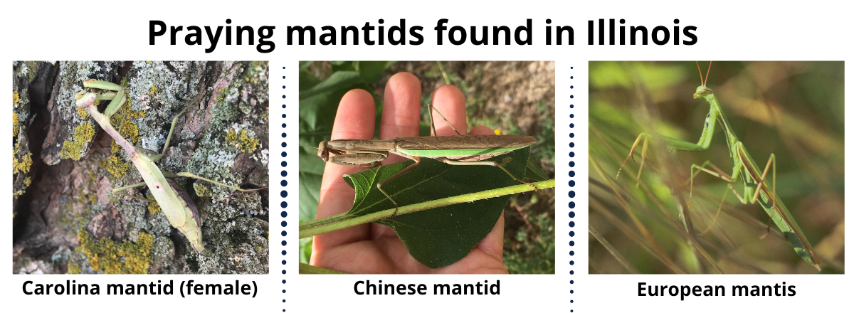 Praying mantids found in Illinois. Pictures of a Carolina praying mantid (left), Chinese praying mantid (middle), and European mantis (right)