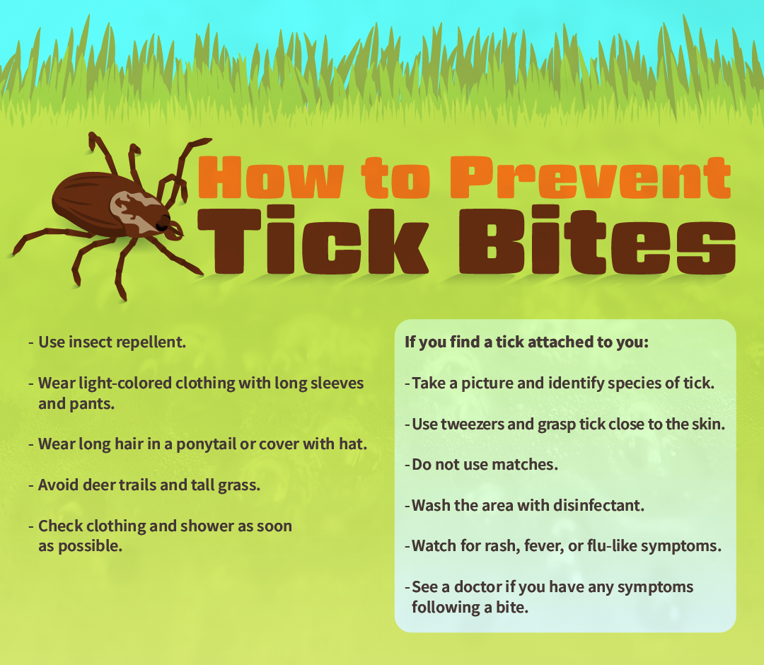 Bugs on Pets  Remove Ticks and Fleas from Dogs and Cats  Raid