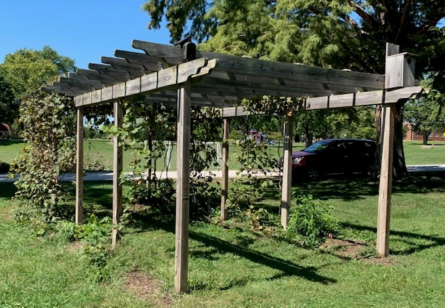 a wood arbor built on grass with grapes growing on it. In the background a road and a parked van
