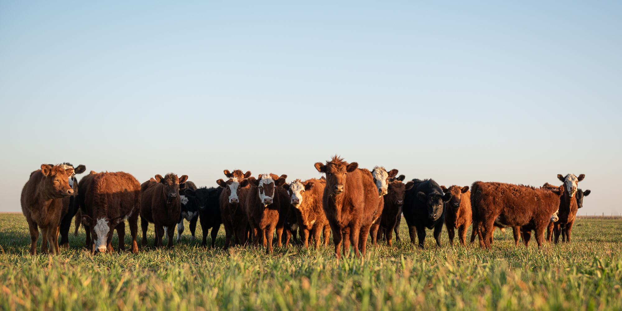 What are alternative forage options for beef cattle producers during a  drought?, Illinois Extension