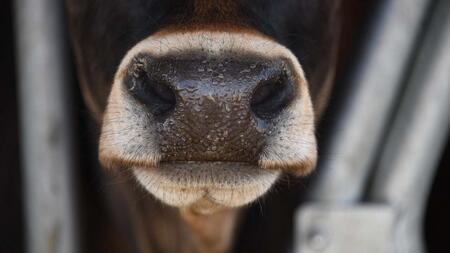 cow's nose