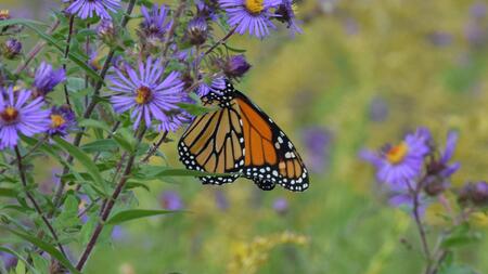 monarch butterfly on purple aster