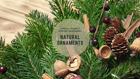 Greenery with pinecones and nuts