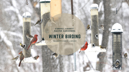 Winter scene with birds hanging out on feeders