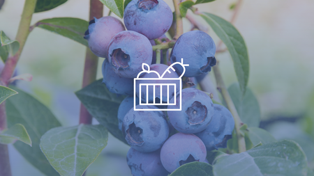 A blueberry bush.