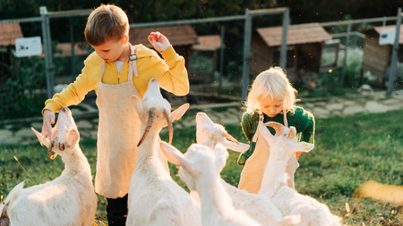 Kids feeding goats