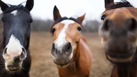 Horses put their noses by the camera.