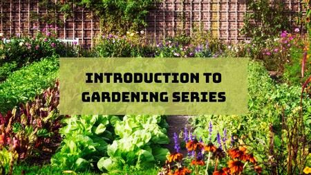 vegetable garden with text introduction to gardening series