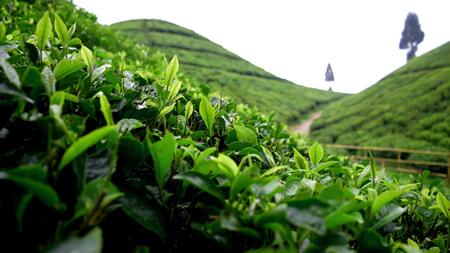 Field of tea plants