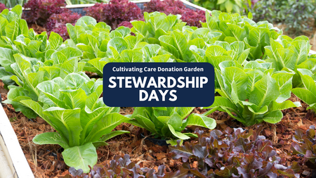 A bed of lettuce in the garden with "Cultivating Care Donation Garden Stewardship Days" text on top of it.