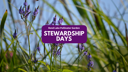 Purple wildflowers with "Red Lake Pollinator Garden Stewardship Days" text.