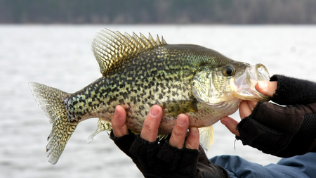 A caught crappie.