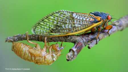 periodic cicada and shed exoskeleton; Photo by Ashlee Marie on Unsplash