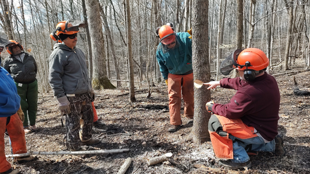Chainsaw instructor pointing out a cut to a tree