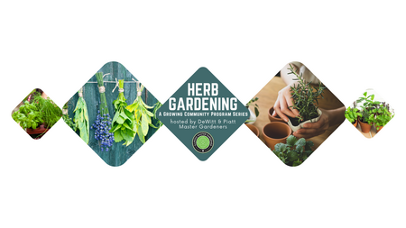 Herb gardening, pictures of herbs in pots and hanging from string 